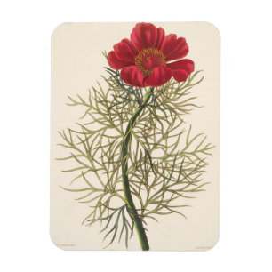 Magnet Flexible Fine Leaved Paeony