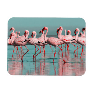 Magnet Flexible Flamants africains sauvages