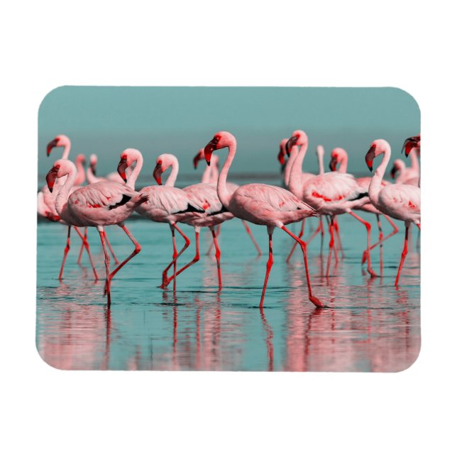 Magnet Flexible Flamants africains sauvages (Horizontal)