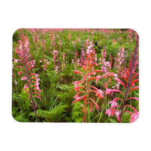 Magnet Flexible Fleur de Bugle Lily (Watsonia), Cap-Oriental