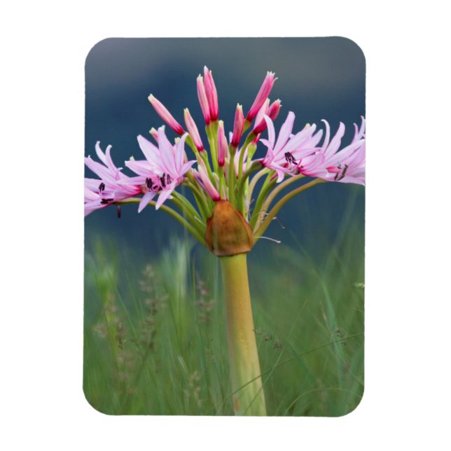 Magnet Flexible Fleur de candélabre (Brunsvigia Radulosa), Umgeni (Vertical)