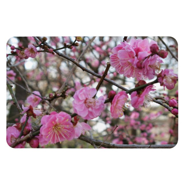 Magnet Flexible Fleur de cerisier rose / Sakura / ク(桜) (Horizontal)