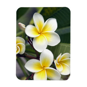 Magnet Flexible fleur de frangipanier Îles Cook
