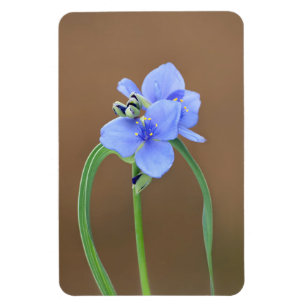 Magnet Flexible Fleur de l'araignée