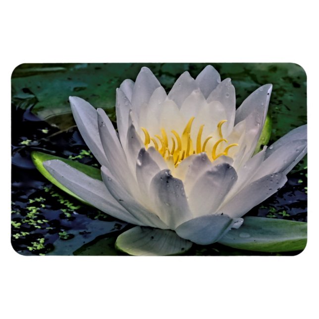 Magnet Flexible Fleur de Lotus blanc brillant (Horizontal)