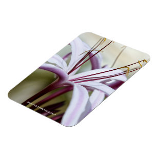 Magnet Flexible Fleur de lys rose pâle, art photo botanique