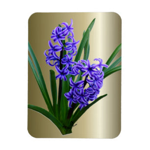 Magnet Flexible Fleur Hyacinth en pleine floraison