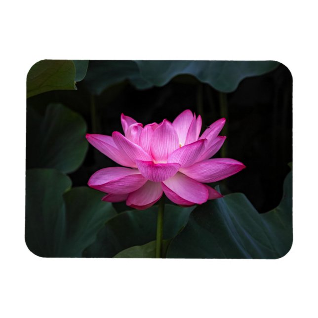 Magnet Flexible Fleur Lotus (Horizontal)