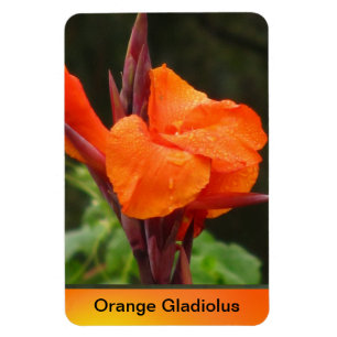 Magnet Flexible Fleur orange de Canna