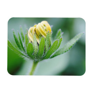 Magnet Flexible Fleur ouverte de l'Echinacea