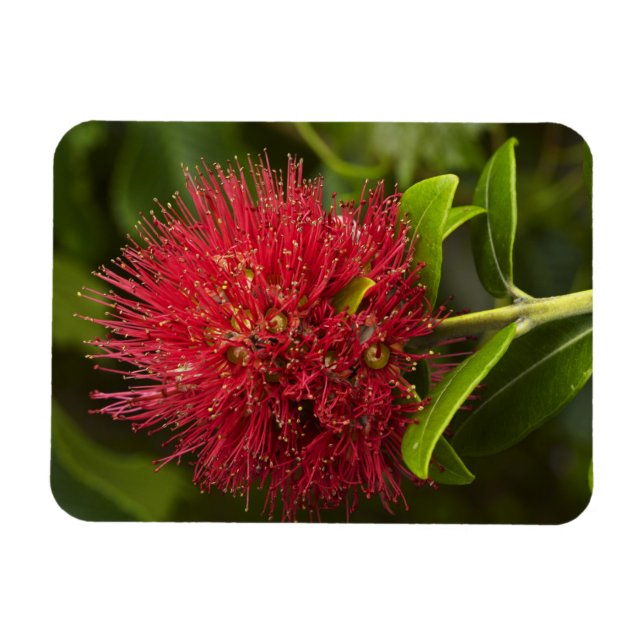 Magnet Flexible Fleur Pohutukawa, Dunedin (Horizontal)