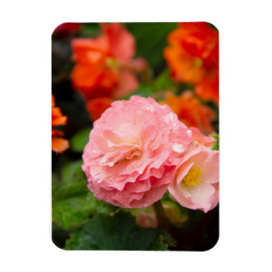 Magnet Flexible Fleur rose délicate après la pluie