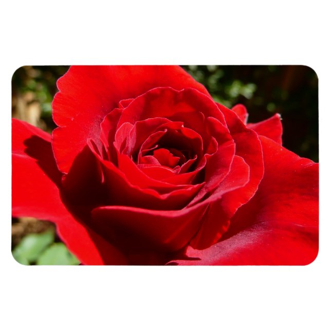 Magnet Flexible Fleur rose rouge vif Belle florale (Horizontal)