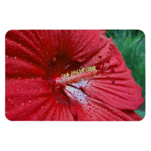 Magnet Flexible Fleur rouge de ketmie avec la photo de gouttes de
