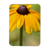 Fleur Susan aux yeux noirs