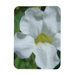 Magnet Flexible Fleur tropicale blanche trouvée à Fidji