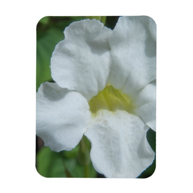 Magnet Flexible Fleur tropicale blanche trouvée à Fidji (Vertical)
