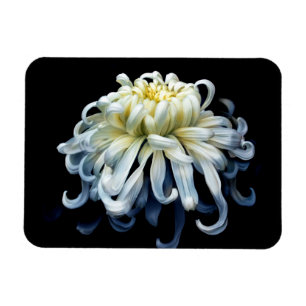 Magnet Flexible Fleurs   Chrysanthème blanc