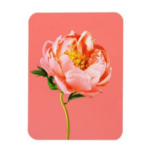 Magnet Flexible Fleurs Coral Peony Blossom