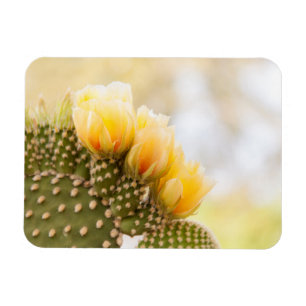 Magnet Flexible Fleurs de cactus jaunes en Arizona