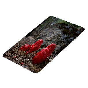 Magnet Flexible Fleurs de neige