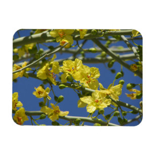 Magnet Flexible Fleurs de Palo Verde