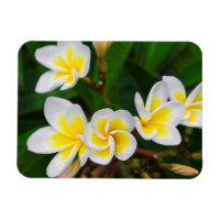 Fleurs de plumeria en gros plan, Hawaï