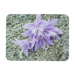 Magnet Flexible fleurs d'hosta lavande en pleine floraison 