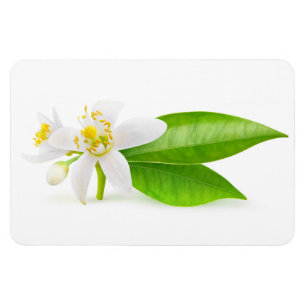 Magnet Flexible Fleurs d'oranger