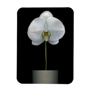 Magnet Flexible Fleurs   Fleur d'orchidées blanches