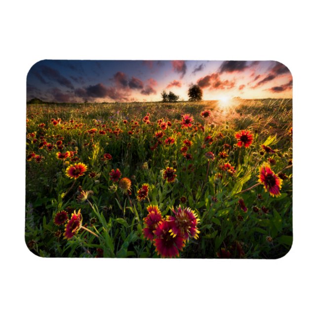 Magnet Flexible Fleurs | Fleur sauvage indien Texas (Horizontal)