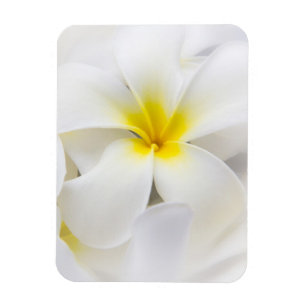 Magnet Flexible Fleurs florales de Plumeria de Frangipani blanc de