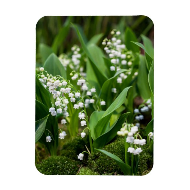Magnet Flexible Fleurs | Lily de la vallée Suède (Vertical)