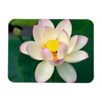 Fleurs | Lotus Water Flower