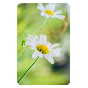 Magnet Flexible Fleurs marguerites sur le pré