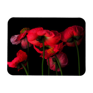 Magnet Flexible Fleurs   Poppies rouges