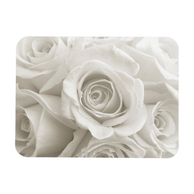 Magnet Flexible Fleurs | Roses blanches (Horizontal)