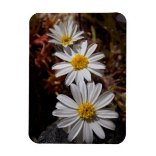 Magnet Flexible Fleurs sauvages du Desert Star
