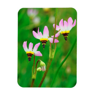 Magnet Flexible Fleurs sauvages Shooting Star dans le parc Mission