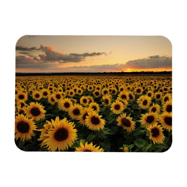Magnet Flexible Fleurs | Terrain de tournesol (Horizontal)