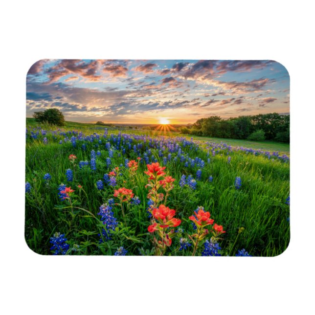 Magnet Flexible Fleurs | Texas Bluebonnets & Indian Paintbrush (Horizontal)