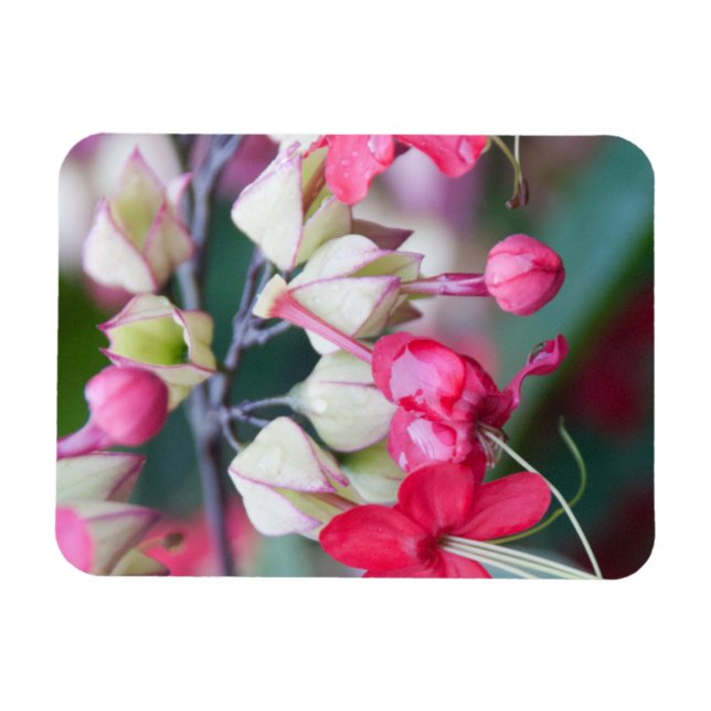 Magnet Flexible Fleurs tropicales roses et blanches rouges (Horizontal)