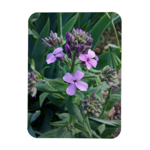 Magnet Flexible Fleurs violettes