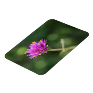 Magnet Flexible Fleurs violettes Été Nature Photographie Florale