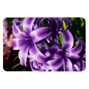 Magnet Flexible Floral Blue Hyacinth