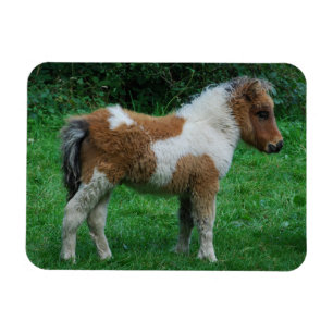 Magnet Flexible Fluffy Adorable Dartmoor Pony