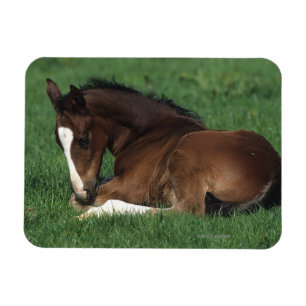 Magnet Flexible Foie Chaud Qui S'Étalait