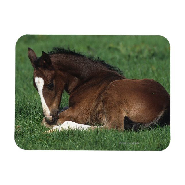 Magnet Flexible Foie Chaud Qui S'Étalait (Horizontal)