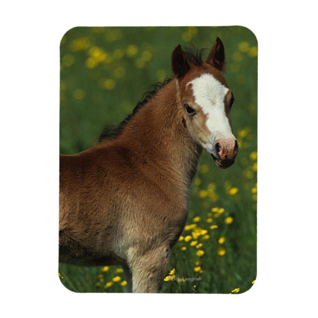 Magnet Flexible Foie gallois (Vertical)