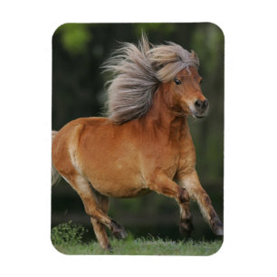 Magnet Flexible Fonctionnement miniature de cheval